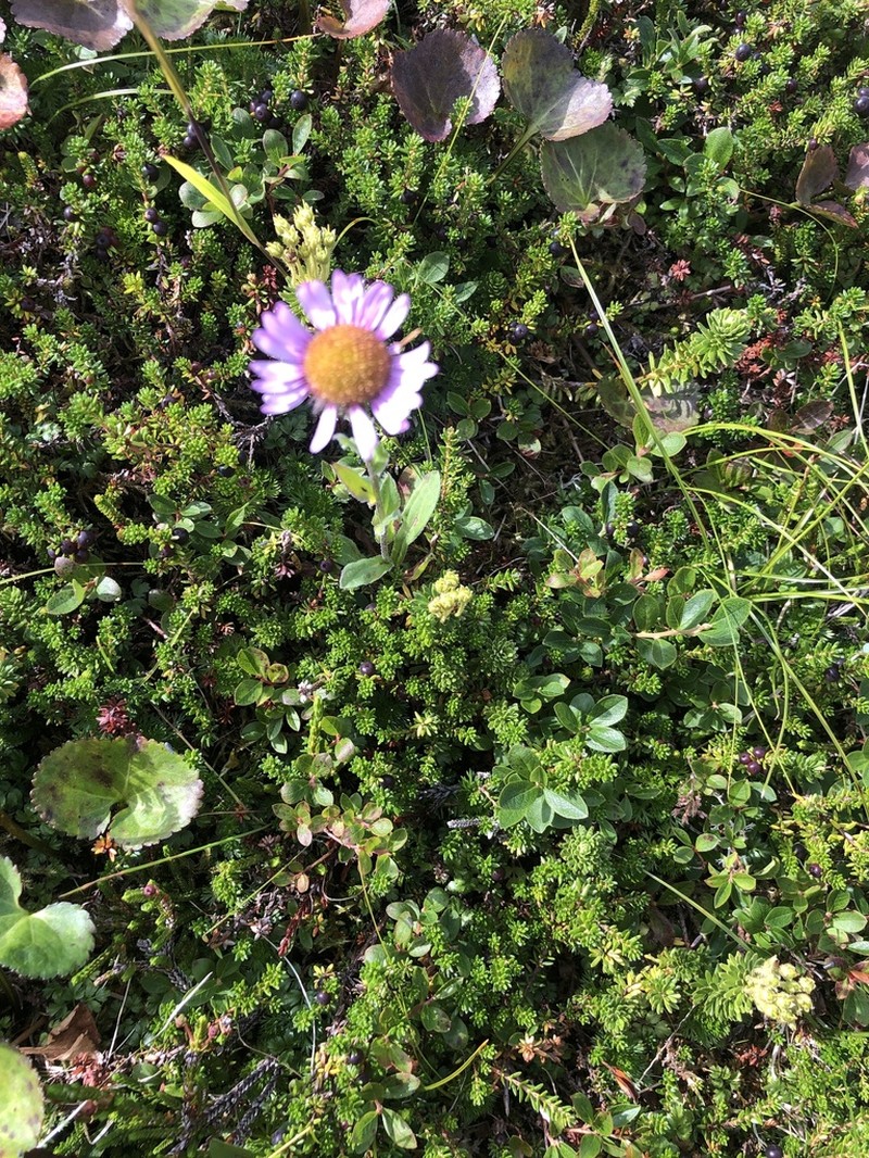 Subalpine Fleabane photo 7