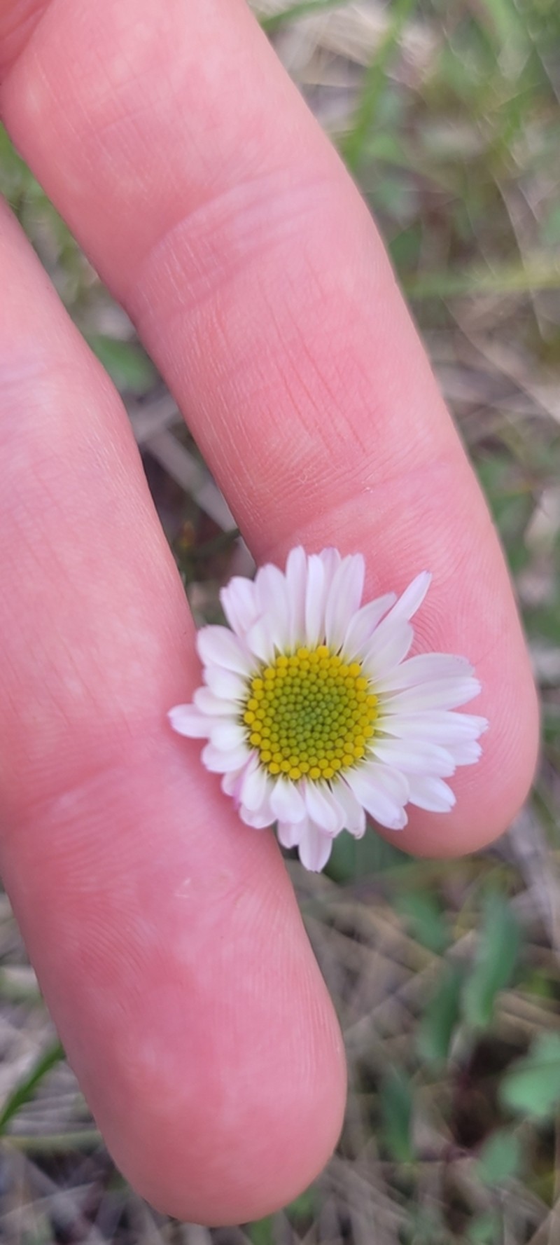 Subalpine Fleabane photo 8