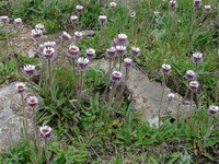 Erigeron petiolaris
