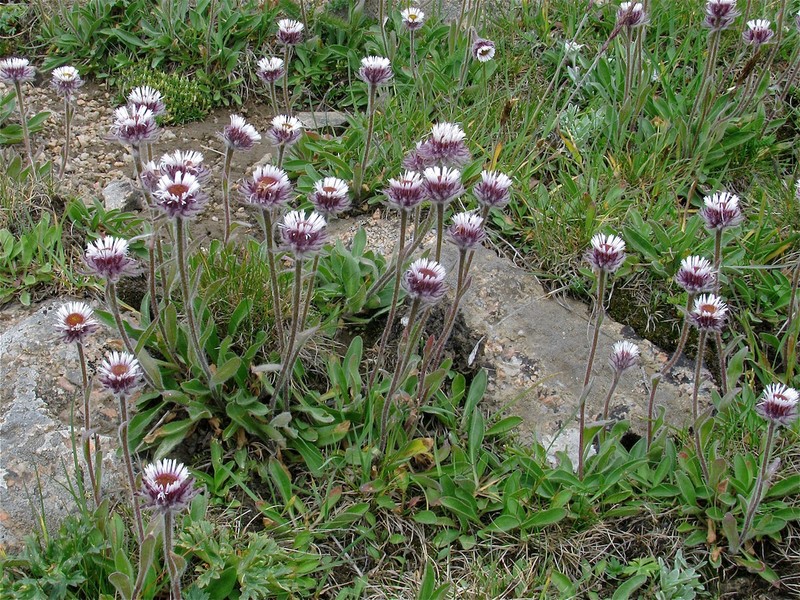 Erigeron petiolaris