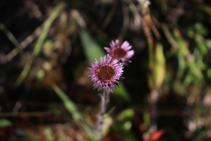 Erigeron petiolaris photo 2