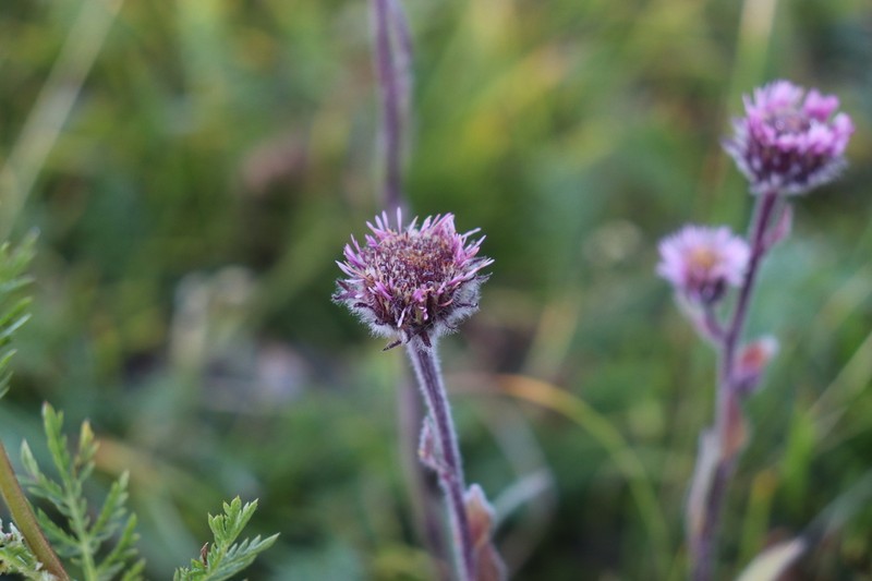 Erigeron petiolaris photo 3