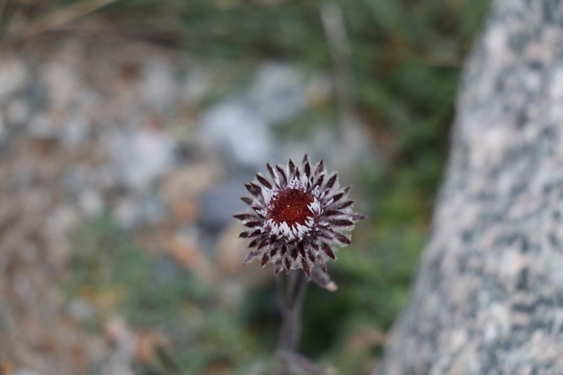 Erigeron petiolaris photo 4