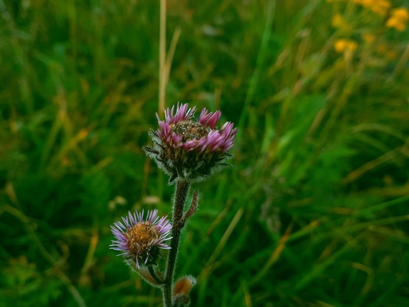 Erigeron petiolaris photo 5