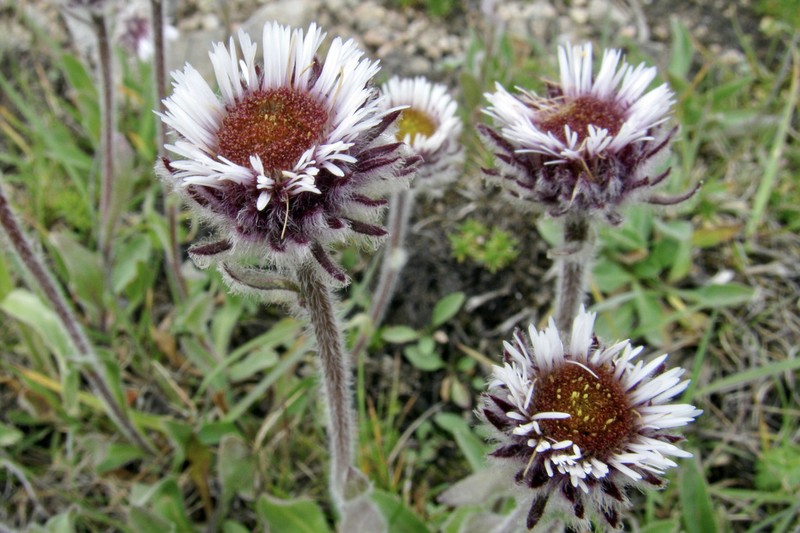 Erigeron petiolaris photo 6