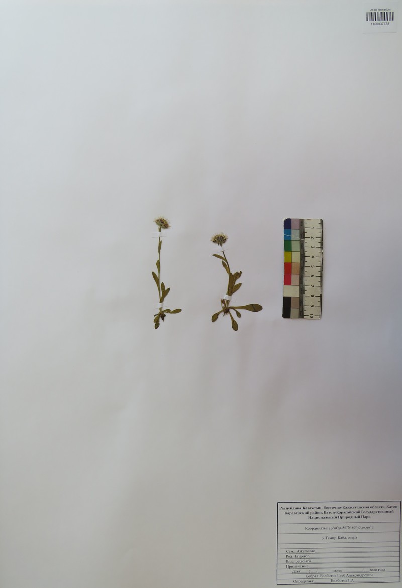 Erigeron petiolaris photo 7