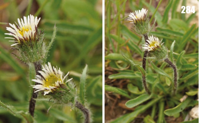 Erigeron petroiketes
