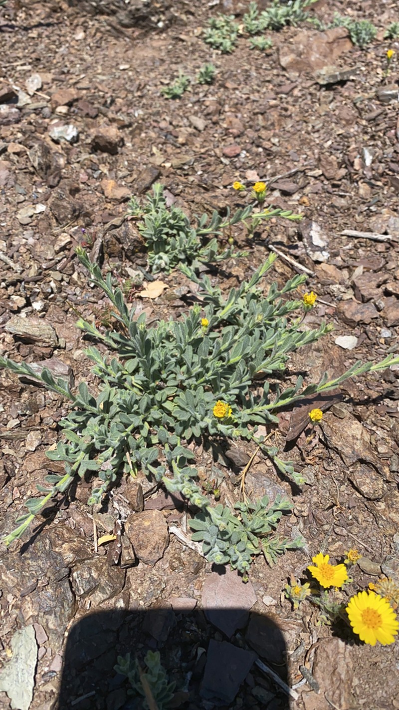 Rockloving Erigeron