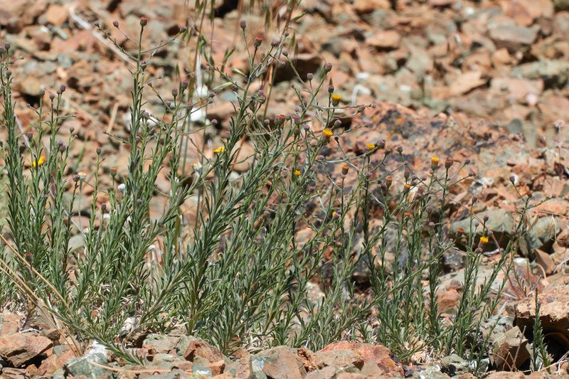Rockloving Erigeron photo 2