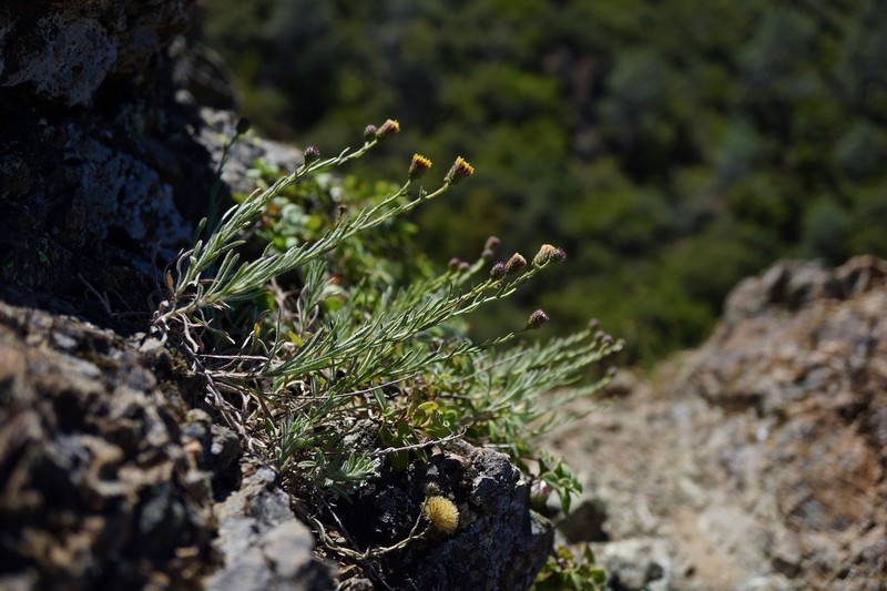 Rockloving Erigeron photo 3