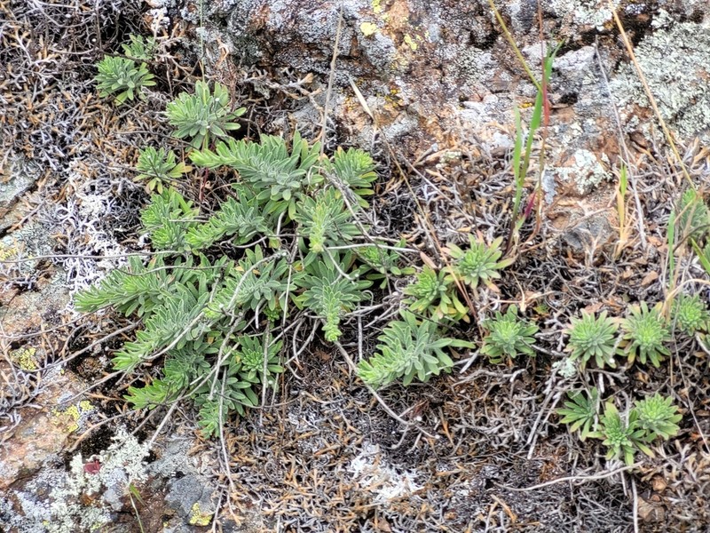 Rockloving Erigeron photo 4