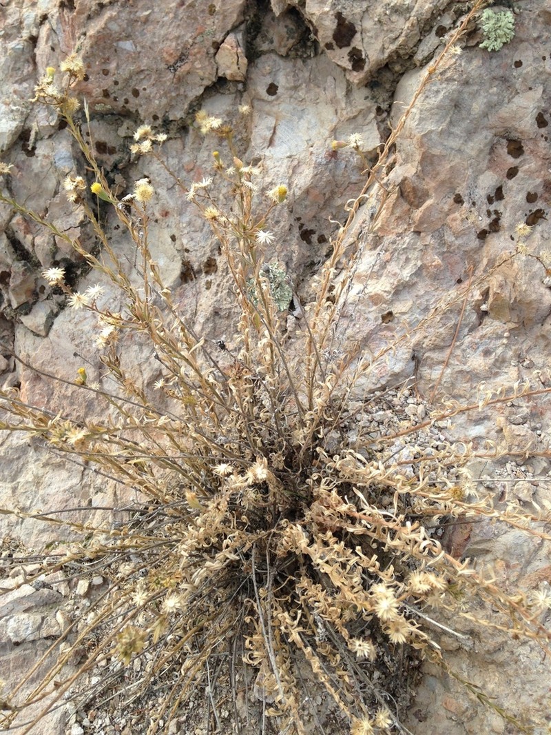 Rockloving Erigeron photo 5
