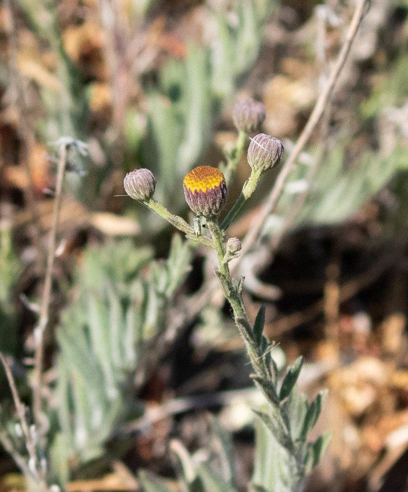 Rockloving Erigeron photo 6