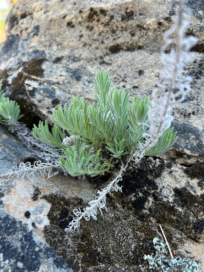 Rockloving Erigeron photo 7