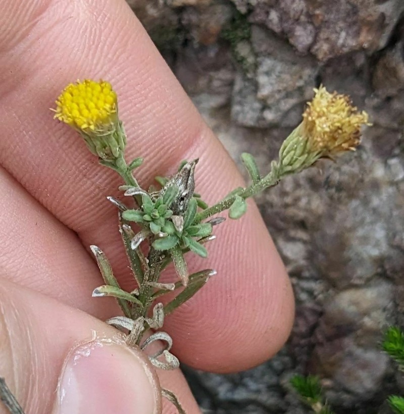 Rockloving Erigeron photo 8