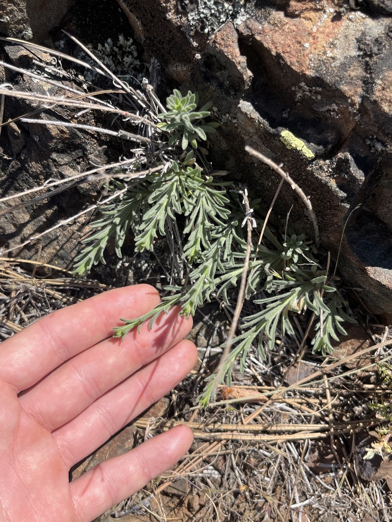 Erigeron petrophilus var. petrophilus