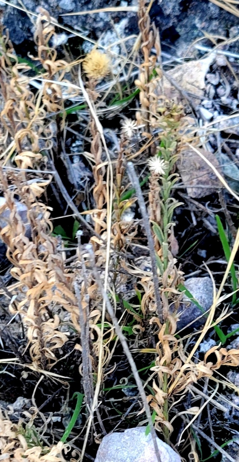 Erigeron petrophilus var. petrophilus photo 2