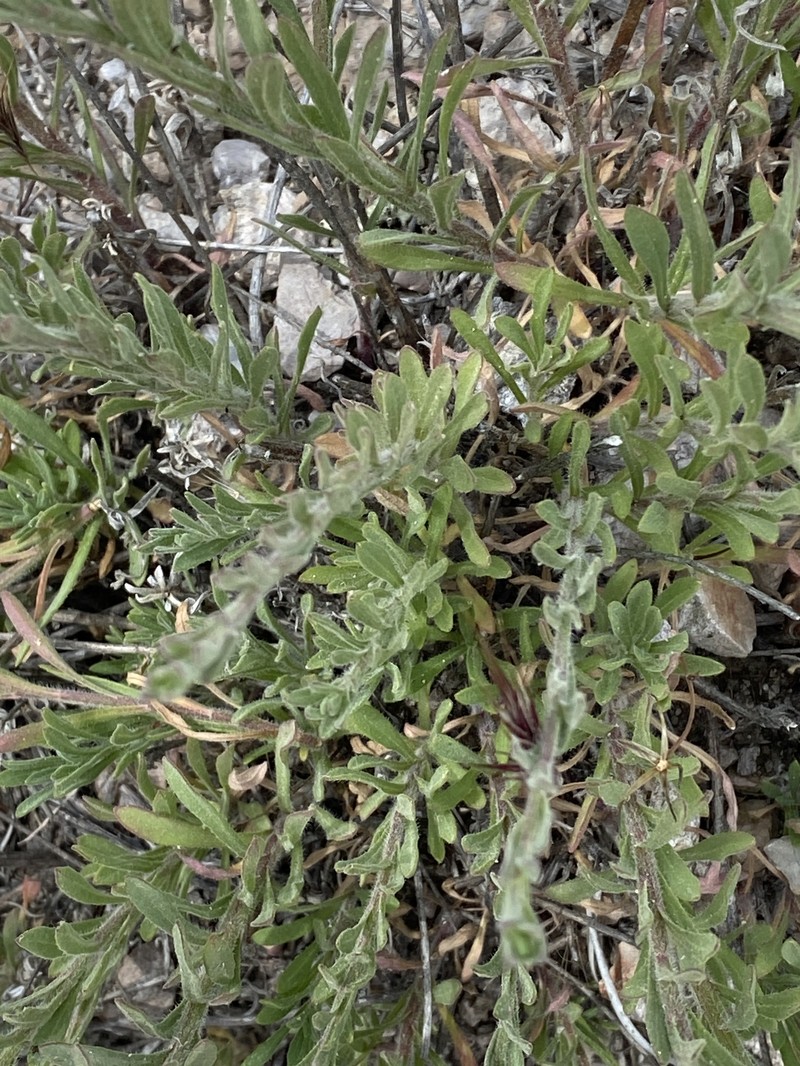 Erigeron petrophilus var. petrophilus photo 3