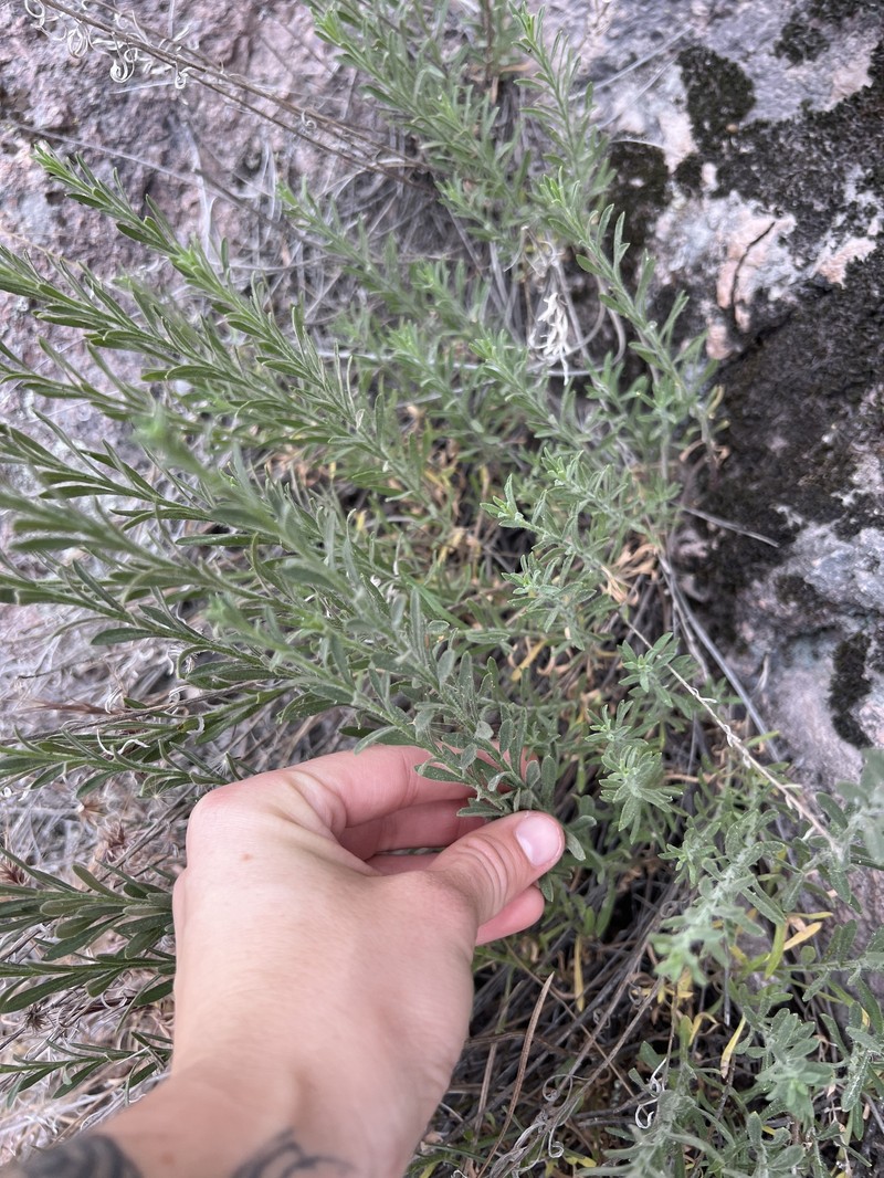 Erigeron petrophilus var. petrophilus photo 4