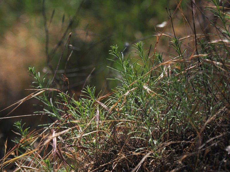 Erigeron petrophilus var. petrophilus photo 5