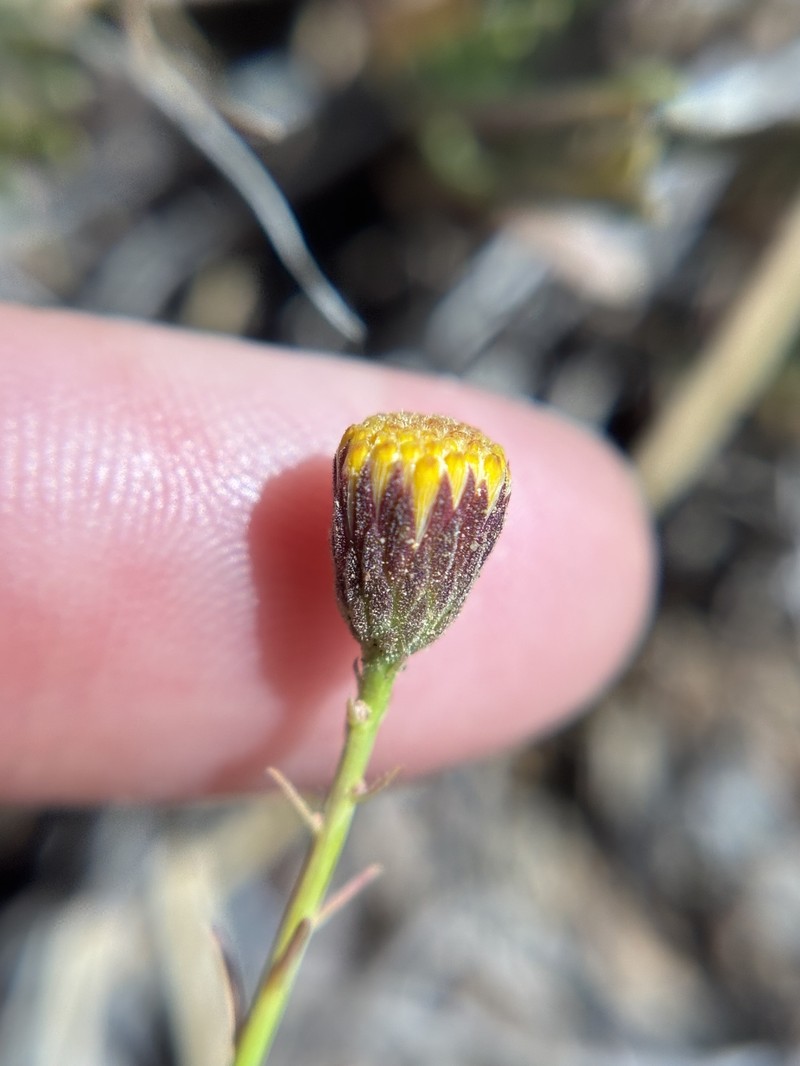 Erigeron petrophilus var. petrophilus photo 7