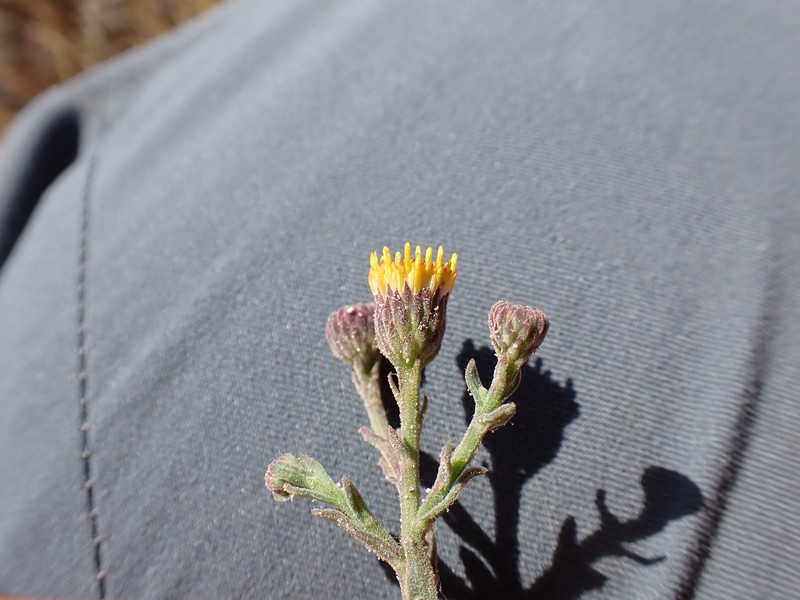 Erigeron petrophilus var. petrophilus photo 8