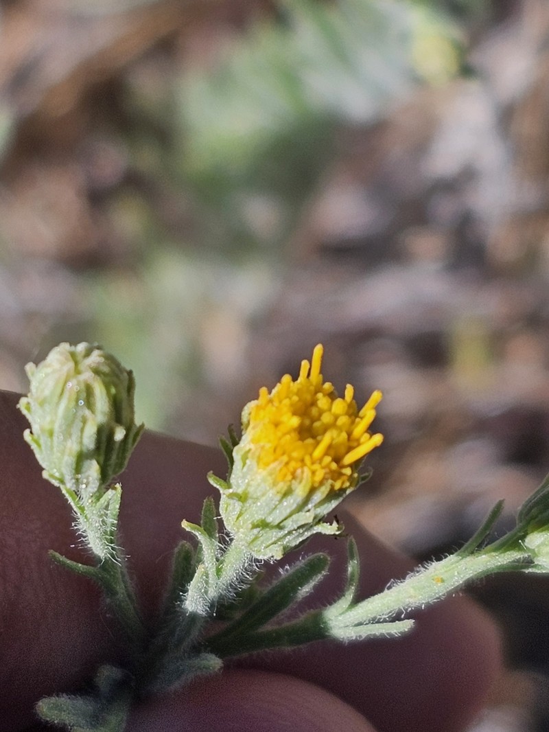 Erigeron petrophilus var. sierrensis