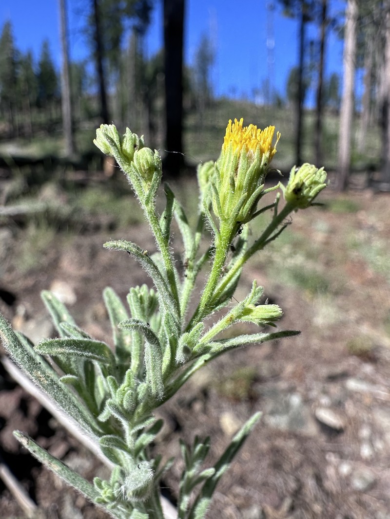 Erigeron petrophilus var. sierrensis photo 2