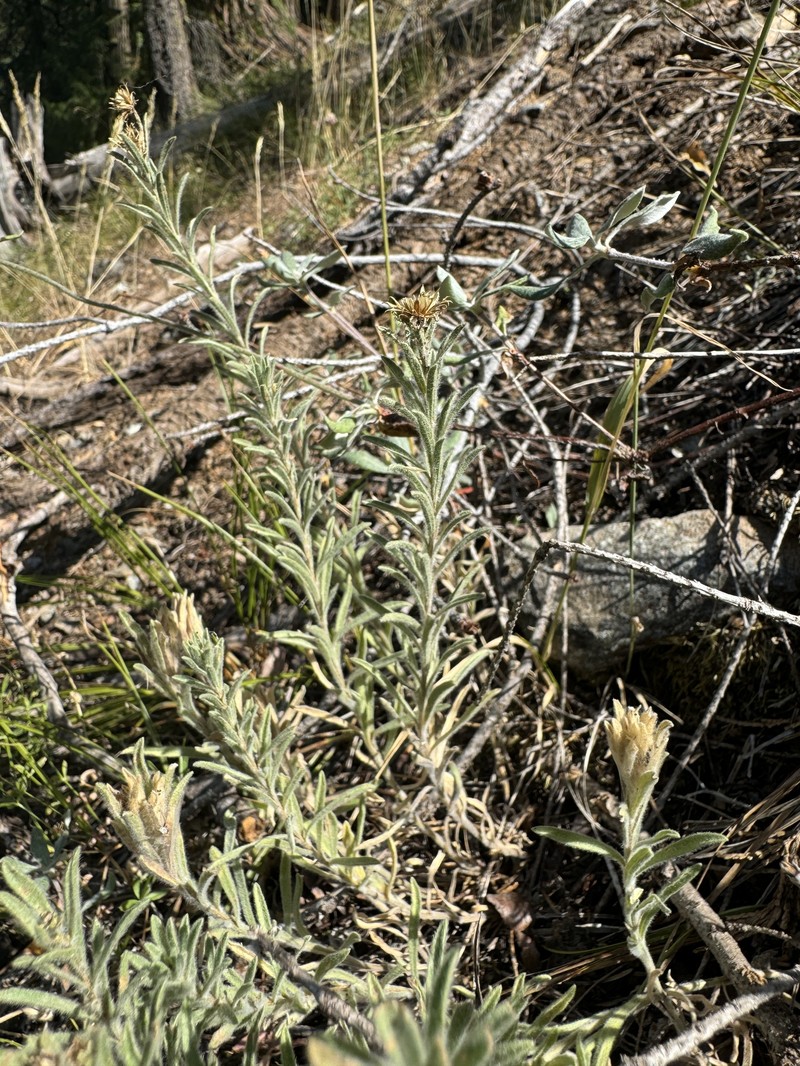 Erigeron petrophilus var. sierrensis photo 4