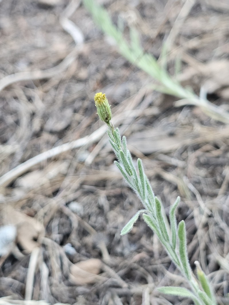 Erigeron petrophilus var. sierrensis photo 5
