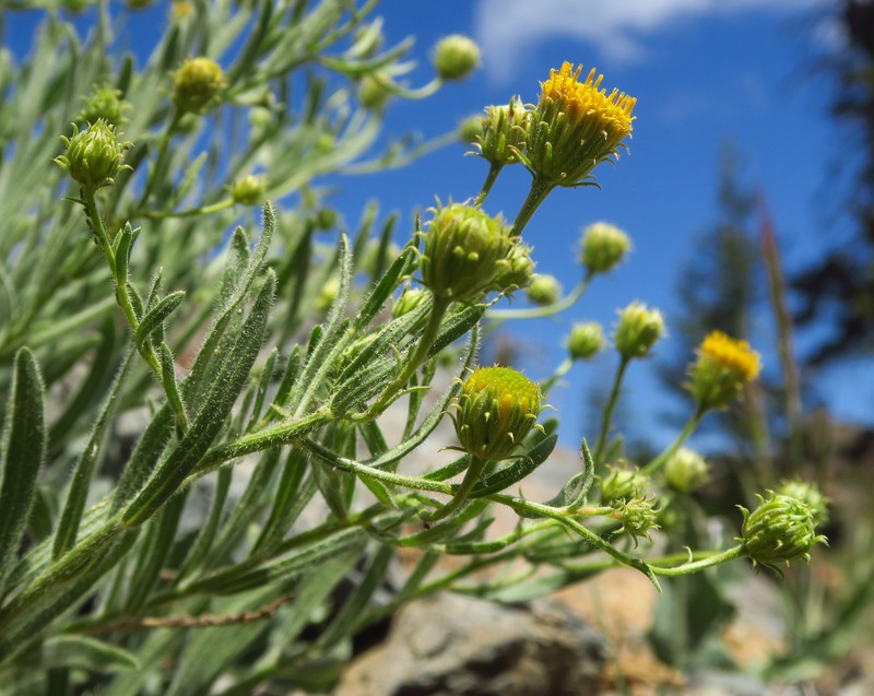 Erigeron petrophilus var. viscidulus