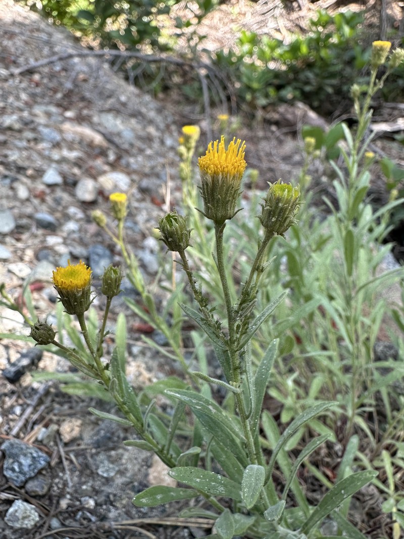 Erigeron petrophilus var. viscidulus photo 2