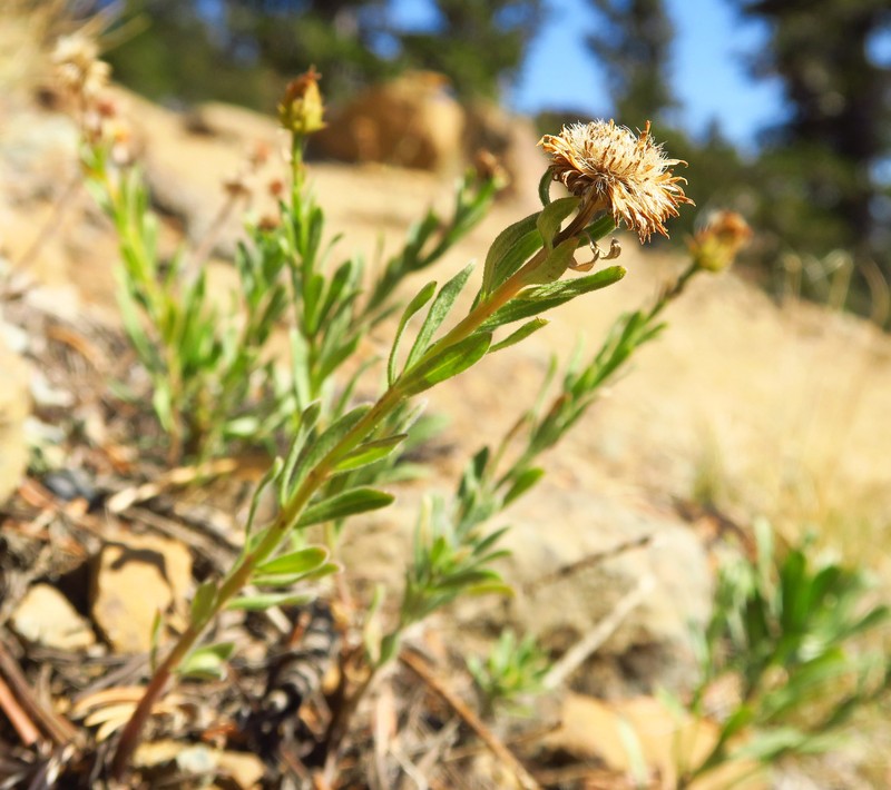 Erigeron petrophilus var. viscidulus photo 3