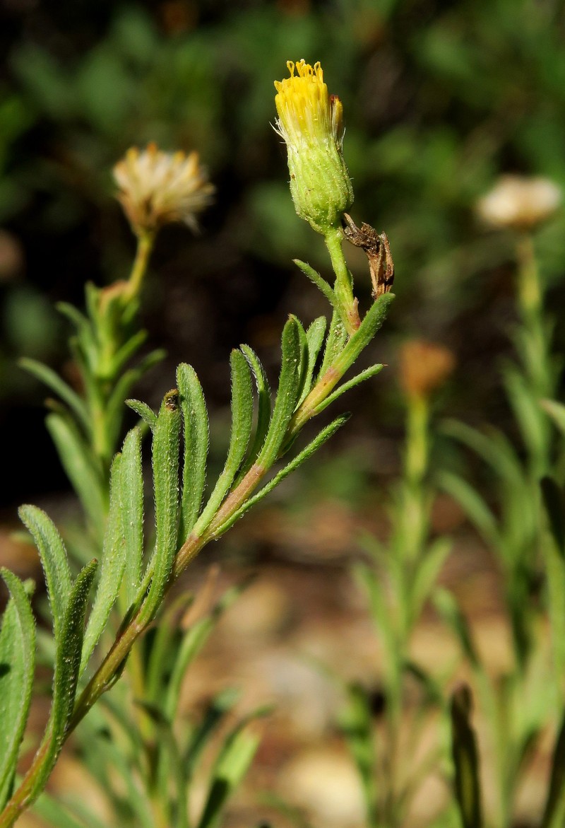 Erigeron petrophilus var. viscidulus photo 4