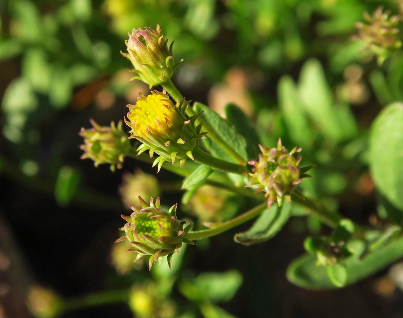 Erigeron petrophilus var. viscidulus photo 5
