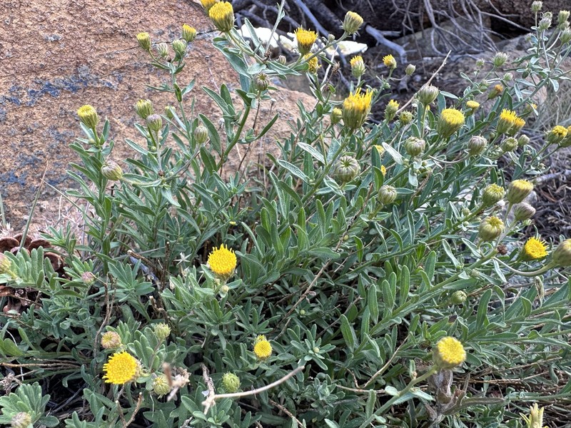 Erigeron petrophilus var. viscidulus photo 6