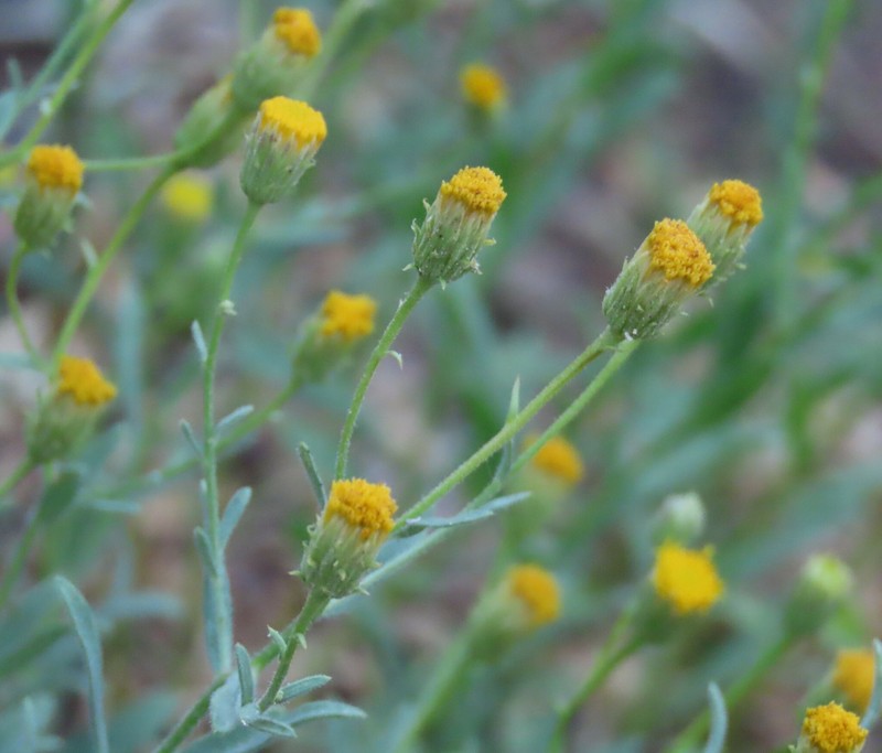 Erigeron petrophilus var. viscidulus photo 7