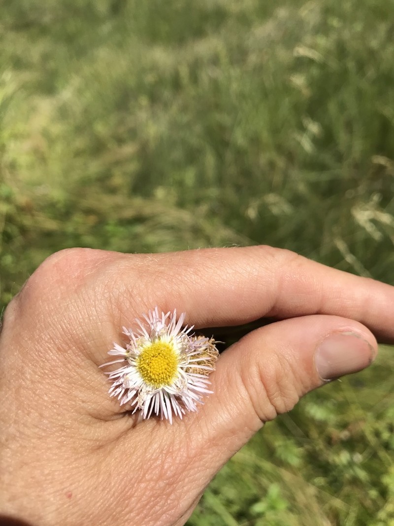 Philadelphia Fleabane