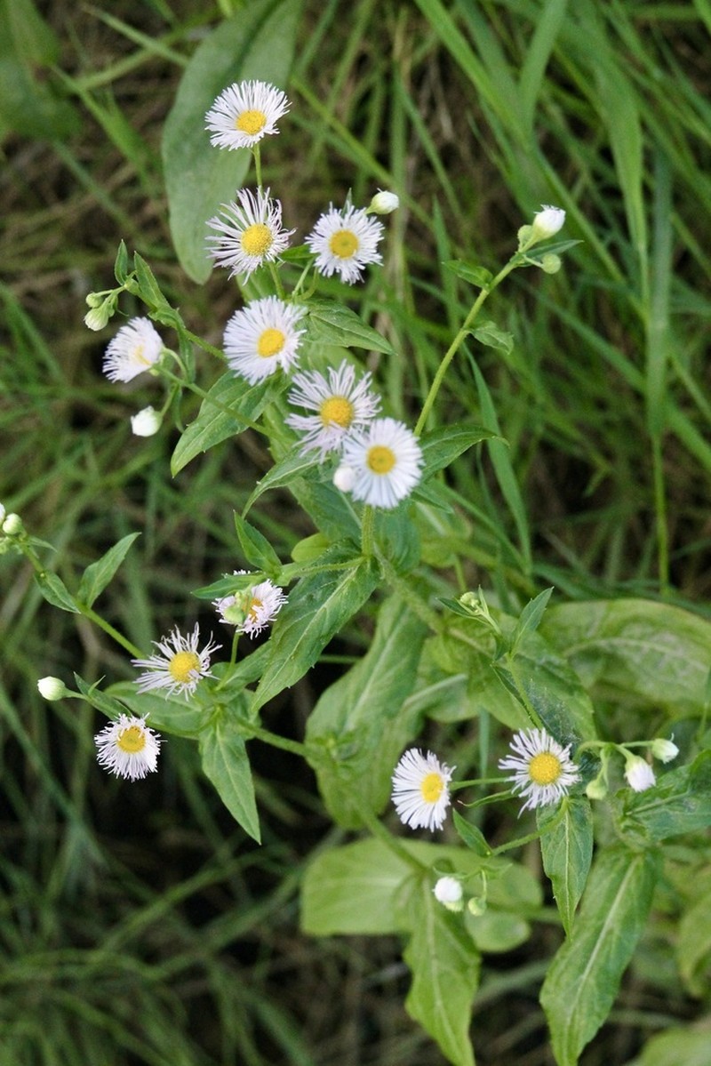 Philadelphia Fleabane photo 3