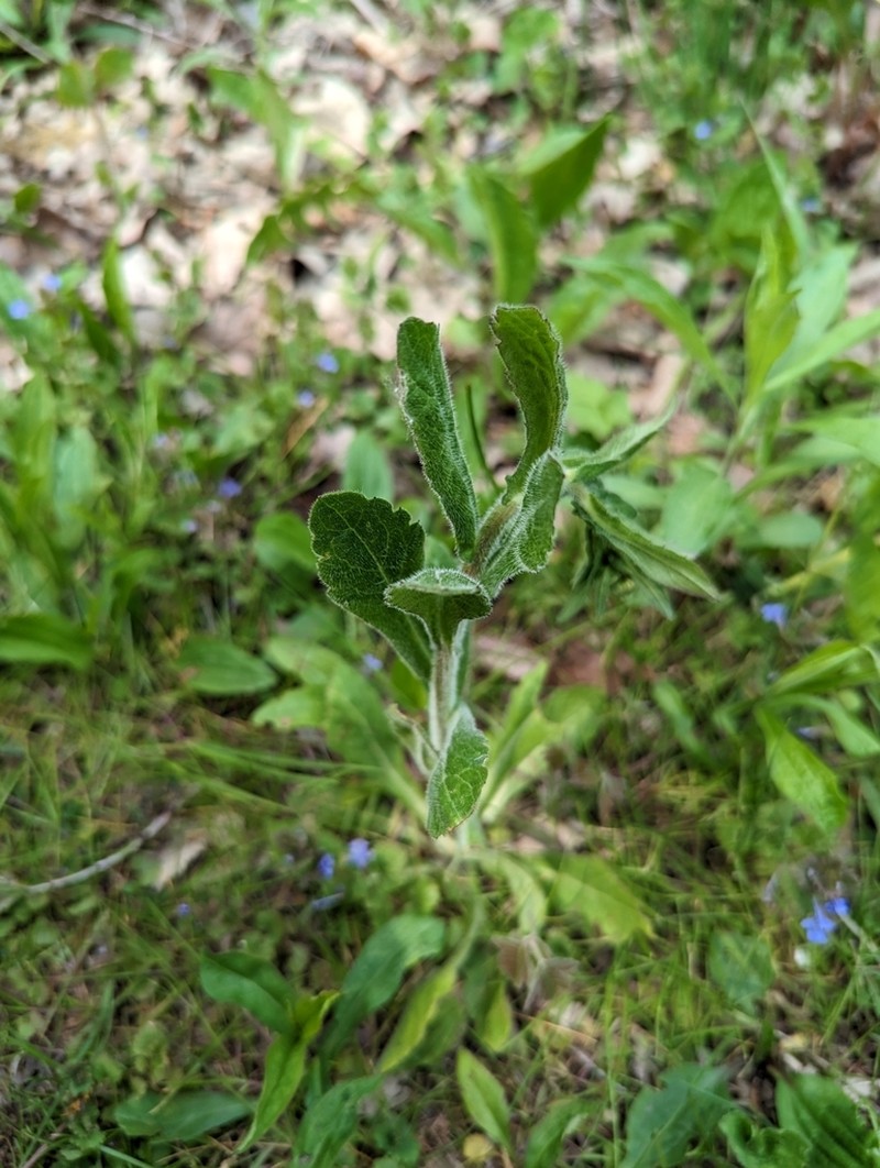 Philadelphia Fleabane photo 4