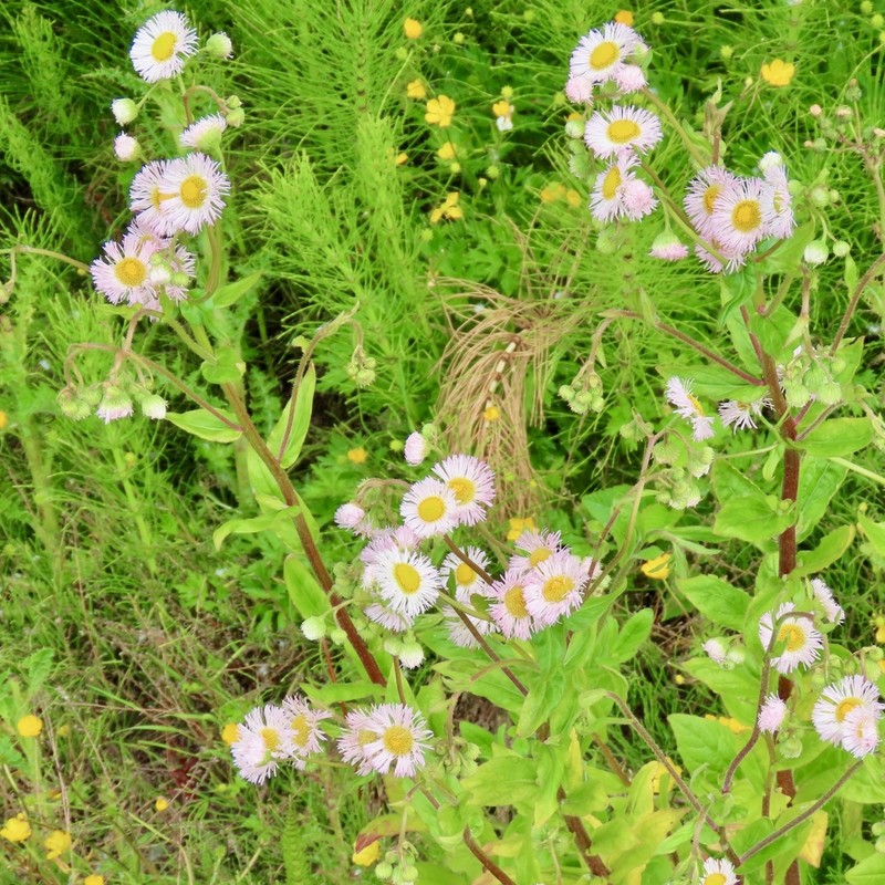 Philadelphia Fleabane photo 5