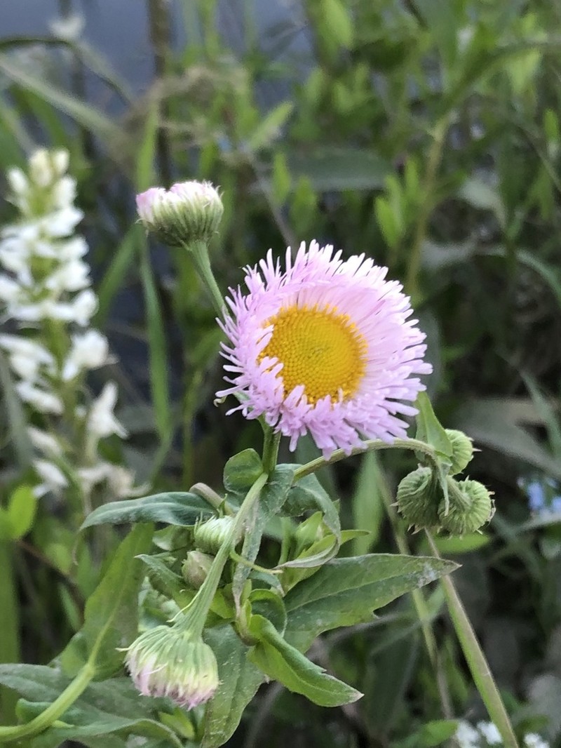 Philadelphia Fleabane photo 6