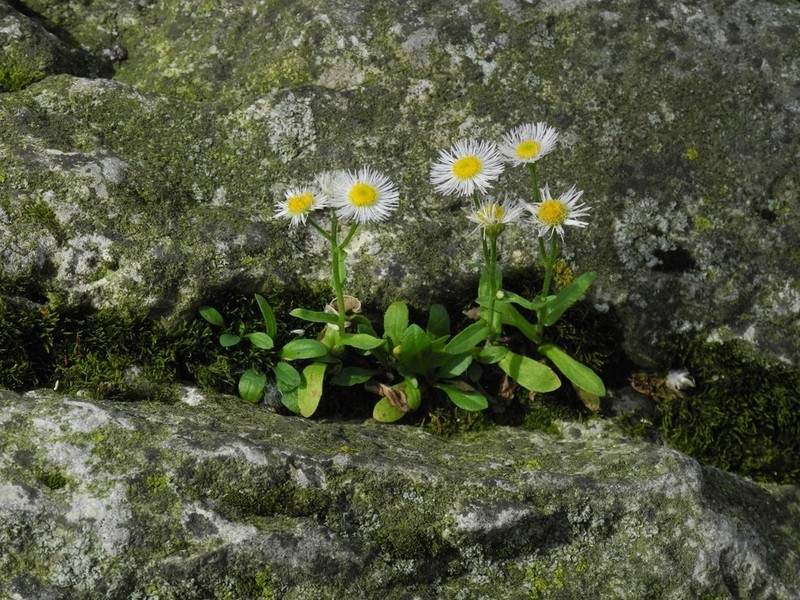 Philadelphia Fleabane photo 7