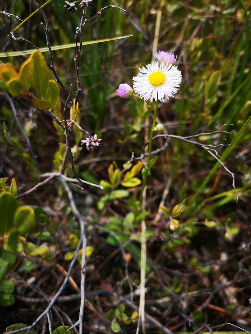 Philadelphia Fleabane photo 8