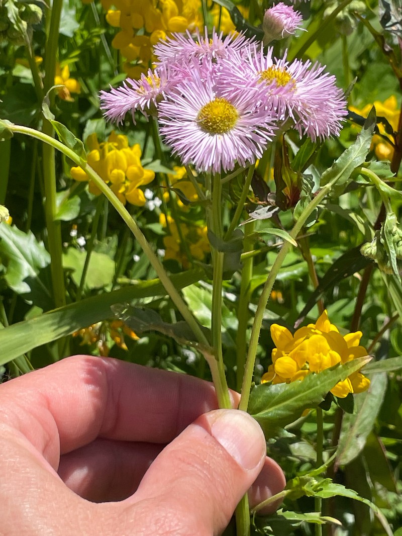 Erigeron philadelphicus var. glaber