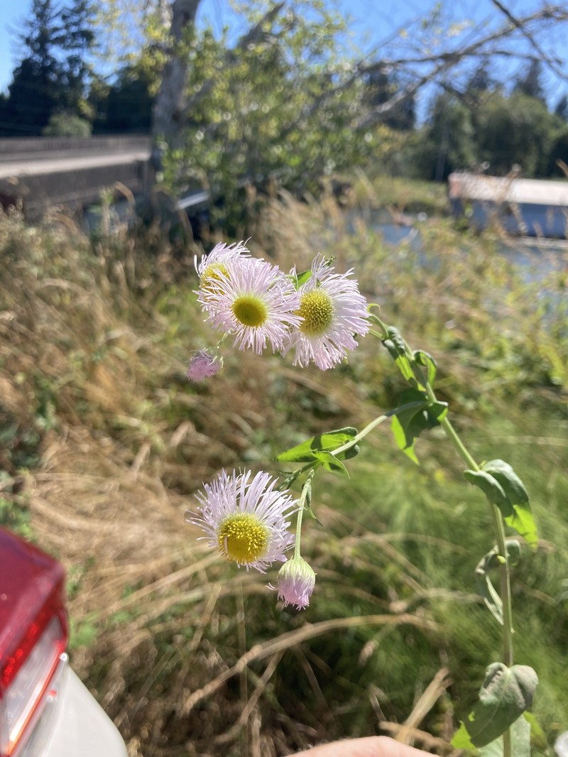 Erigeron philadelphicus var. glaber photo 2