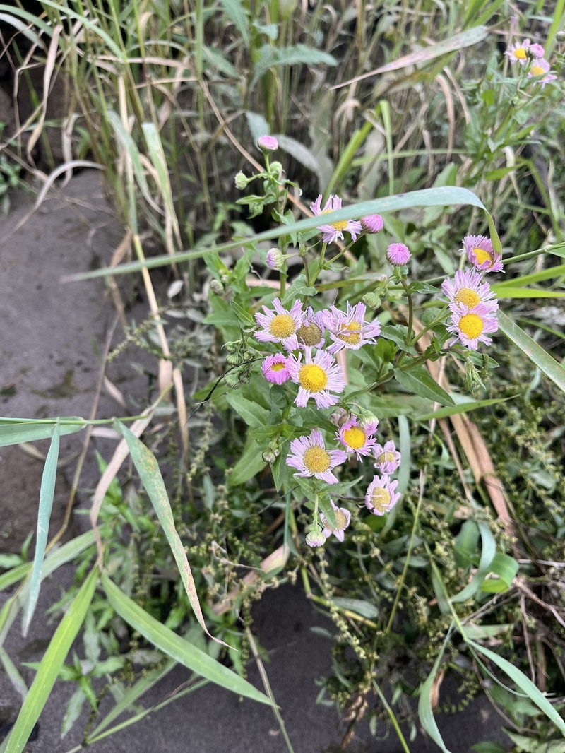 Erigeron philadelphicus var. glaber photo 3