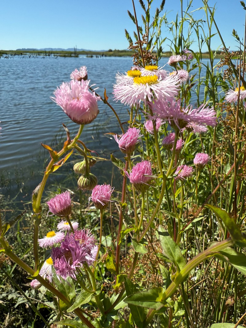 Erigeron philadelphicus var. glaber photo 4