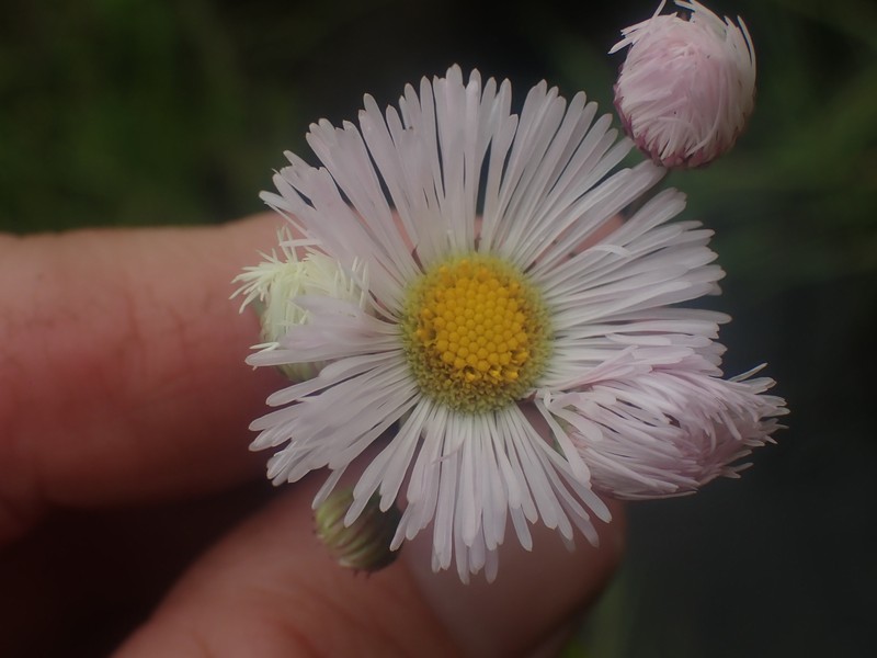 Erigeron philadelphicus var. glaber photo 5