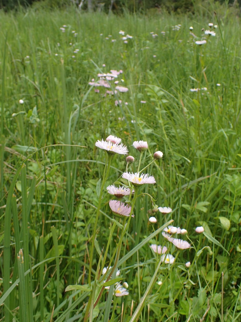 Erigeron philadelphicus var. glaber photo 6